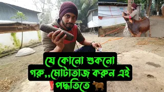 যে কোনো,,,শুকনো গরুকে মোটাতাজা করার আসল পদ্ধতি এটাই 🐂