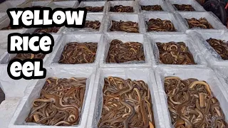 SWAMP EEL| KIWET| EEL BUSINESS | PANG EXPORT #riceeel #kiwet