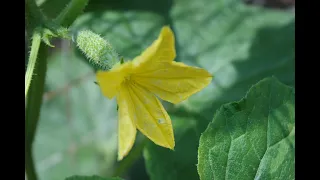 Cucumbers - care for a rich harvest