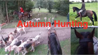Truffle's 1st Autumn Hunt | 7yo ROR Irish TB | Equestrian