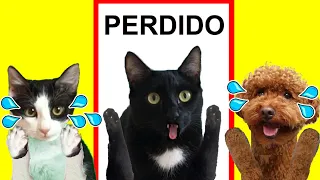 Gatos Luna y Estrella ¿Dónde está el gato? / Lola se va de casa CAP 5 El coche / Videos de gatitos