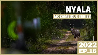 BOW HUNTERS NIGHTMARE 💥 BOWHUNTING NYALA 💥 MOZAMBIQUE SERIES EP.01 💥 AFRICA [2020.EP16]