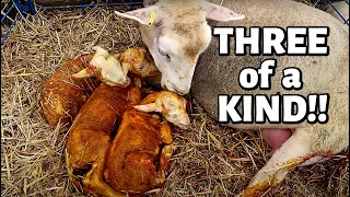 7 DAYS OF LAMBING: DAY FOUR (109 LAMBS in 4 DAYS!😱 ) Vlog 350