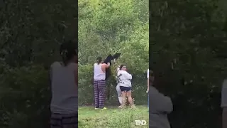 Group caught on camera pulling bear cubs from tree in North Carolina to take selfies