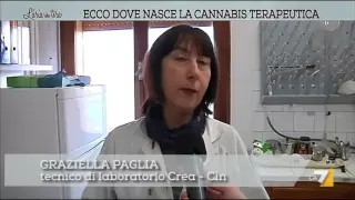 Ecco dove nasce la cannabis terapeutica