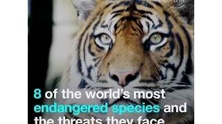 8 of the world’s most endangered species and the threats they face