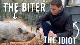 I got bitten by a PIG