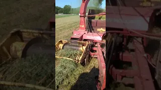 Chopping 1st cutting Alfalfa