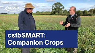 csfbSMART: Companion Crops