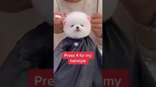 [Tiktok] Funny and Cute Pomeranian dog #52 #Shorts