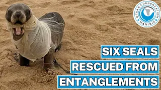 Six Seals Rescued From Entanglements
