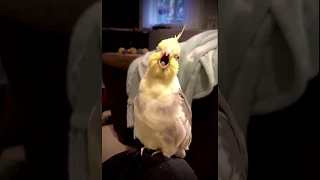Opera Singing Cockatiel