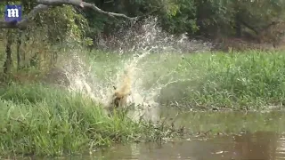 Смертельная схватка аллигатора и ягуара попала на видео