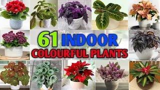 61 Indoor Colourful Houseplants | Indoor Colourful Plants with names | Plant and Planting