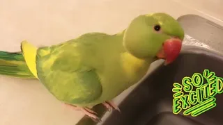 Adorable Parrot loves taking baths, SO CUTE 🥰
