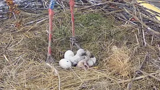 White Storks (Ságvár, Hungary) | Second egg hatched in Storks nest | May 7, 2024