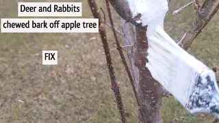 Deer, chewed bark off Apple Tree *FIX*