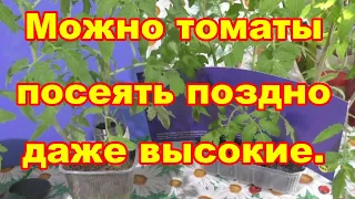 Томаты можно посеять поздно и получить урожай рано