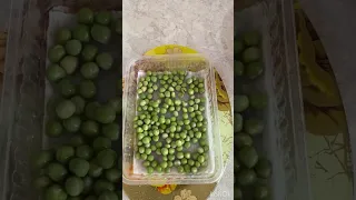 Пошаговый процесс выращивания микрозелени