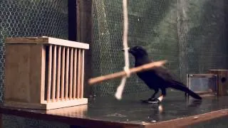 Experiment to show crows using tools