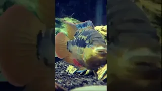 Predators in the 75 Gallon American Cichlid Tank