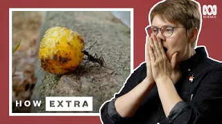 How The Tiny But Mighty Ant Is A Force Of Nature | REACTION | How Extra: Love Edition | ABC Science