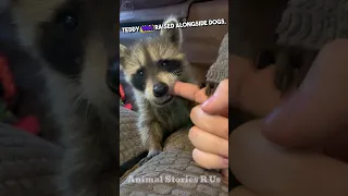 Teddy the Raccoon: From Orphan to Family Prankster 🐶💕
