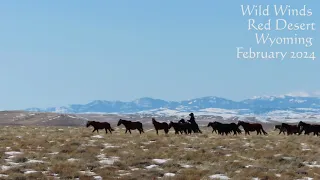 Wild Horses of the Wild Winds