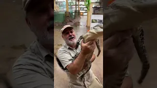 This is why alligators are in invasive!