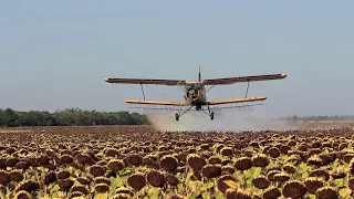 Antonov An-2 spraying sunflower near Füzesgyarmat, Hungary