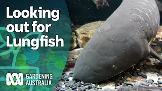 Lungfish – growing habitat for a prehistoric fish with lungs | Discovery | Gardening Australia