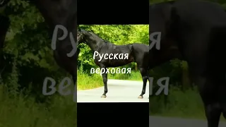 Русские породы лошадей (Не все)