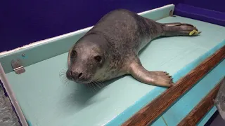 Jorge a rescued seal pup in the hospital at The Cornish Seal Sanctuary.