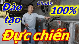 Nuôi chồn hương ( cầy hương) sinh sản cần phải làm gì/ gây ĐỰC chiến như thế nào?