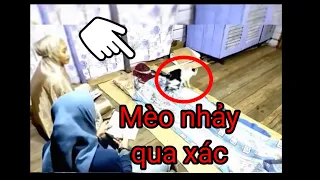 Hiện tượng mèo nhảy qua xác chết