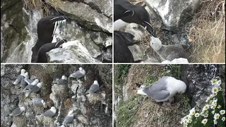 Seabird chicks on Rathlin Island in June