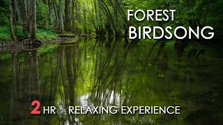 Forest Birdsong - Relaxing Nature Sounds - Birds Chirping - REALTIME - NO LOOP - 2 Hours - HD 1080p