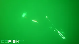 Under Water Sockeye Trolling Fraser River Run 2018 with GoFish Cam