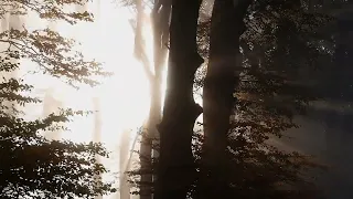 LA ENERGÍA EN LOS ÁRBOLES