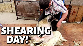 TIME FOR A TRIM!!  (pink eye, shearing day questions & fixing a lamb's broken leg) Vlog 293