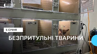 Допомога безпритульним тваринам. Як працює ветеринарна клініка в Миколаєві