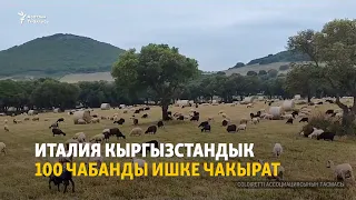 Италия кыргызстандык 100 чабанды ишке чакырат