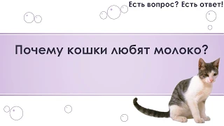 Почему кошки любят молоко? [269]