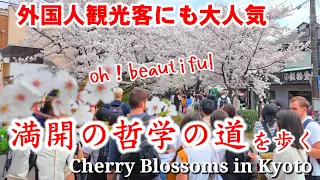 4/7(日)満開京都の桜 最盛期の哲学の道を歩く【4K】Cherry Blossoms in Kyoto