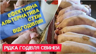 Переваги та недоліки рідкої годівлі свиней. Відгодівля свиней рідким комбікормом.
