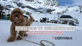 ONE DAY IN MOUNTAINS 🏔️ WITH MALTIPOO MIA🐶 travel with a dog