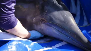 Rudolph, a Rescued Rough-Toothed Dolphin Receiving Critical Care