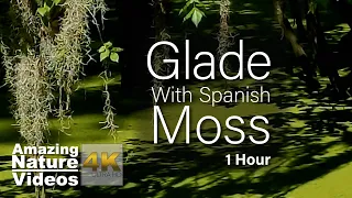 4K - Green Glade With Spanish Moss and Soothing Music | Nature Relaxation Video | Stress Relief