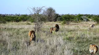 UPDATE: Casper The White Lion - Too Lazy To Hunt