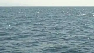 DOLPHINS!